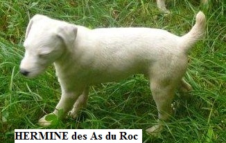 Hermine Des As Duroc