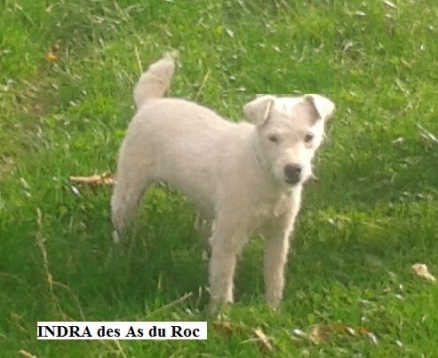 Indra Des As Duroc
